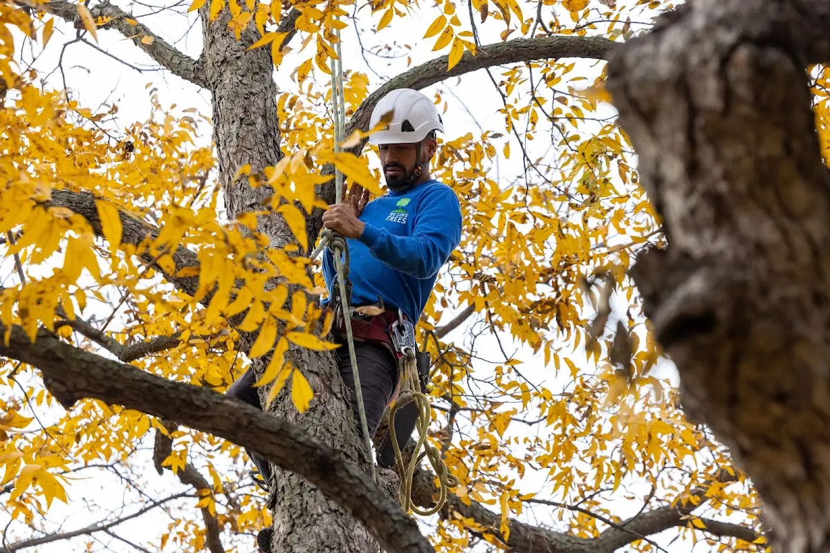 Skilled Storm Damage Cleanup crew working in Ellsworth